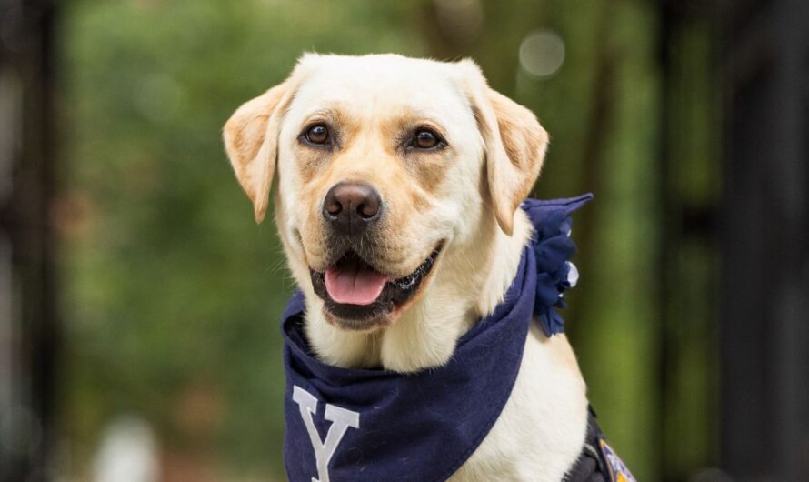 Trained Facility Dog Heidi Brings Comfort and Calm to School Classrooms