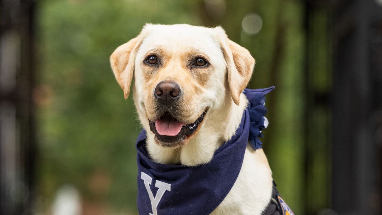Trained Facility Dog Heidi Brings Comfort and Calm to School Classrooms