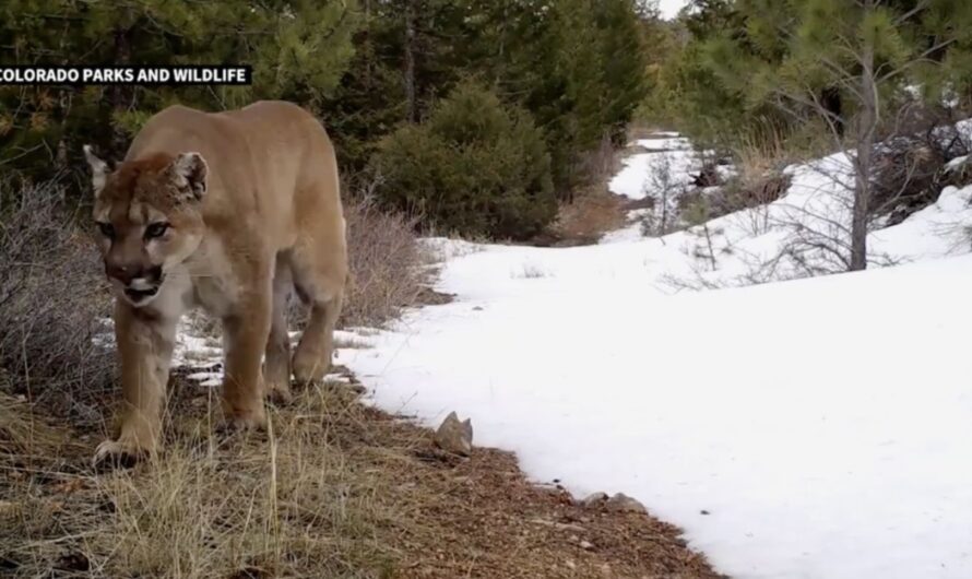 Colorado Hiker Dies in Suspected Mountain Lion Encounter, First in 25 Years