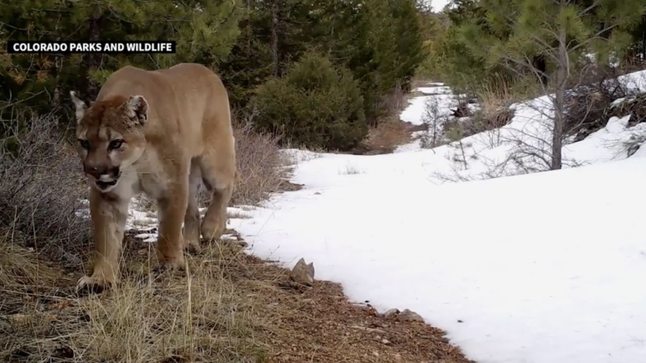 Colorado Hiker Dies in Suspected Mountain Lion Encounter, First in 25 Years