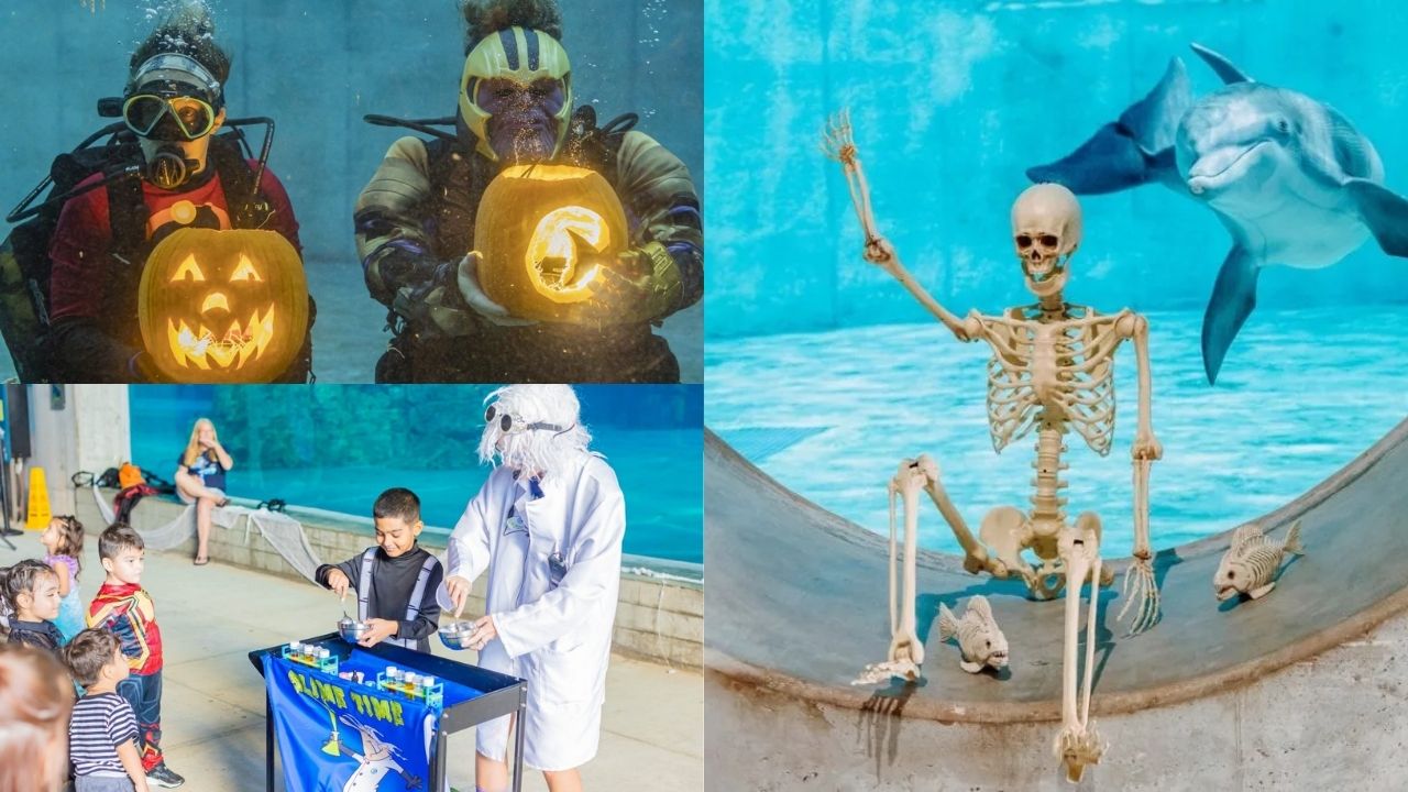 Halloween Spookquarium – Clearwater Marine Aquarium