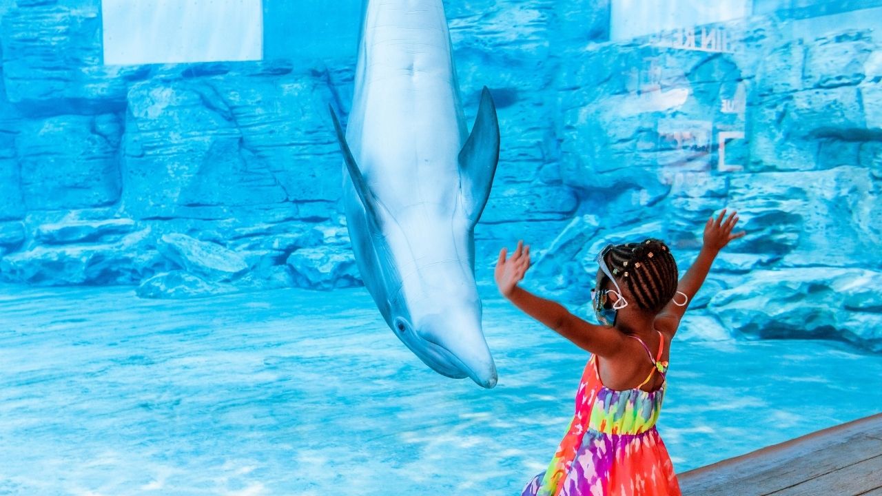 Clearwater Marine Aquarium