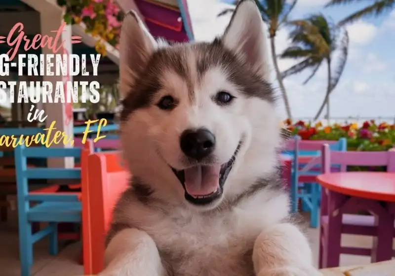 10 Great Dog-Friendly Restaurants in Clearwater, FL (2026 Ultimate Guide)
